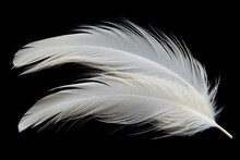 Black Background White Duck Feathers Alone
