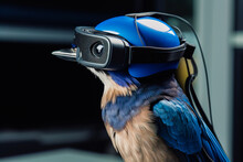 Generative AI Illustration Of Side View Of Cool Bird With White And Blue Plumage In Black Virtual Reality Glasses On Blurred Background