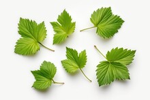 Isolated Hazelnut Leaves On White Background Viewed From Above