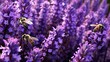 A dense bed of lavender in full bloom, their purple spikes creating a sea of color and texture. Bees hover around, drawn to the fragrant blossoms.
