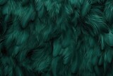 Fototapeta Fototapety z końmi - Vintage background with a beautiful dark green feather texture
