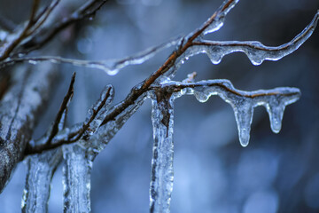 Canvas Print - Icy rain in the autumn