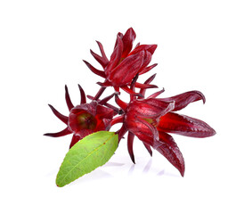 Wall Mural - roselle hibiscus on white background