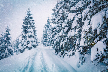 Wall Mural - Wonderful winter scenery. Amazing morning view of mountain forest. Exciting winter landscape of Carpathian mountains, Ukraine, Europe. Beauty of nature concept background.