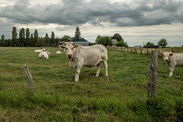 cows in a pasture