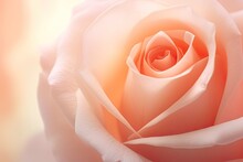 Softness Pink Rose Background And Blur Style For Background