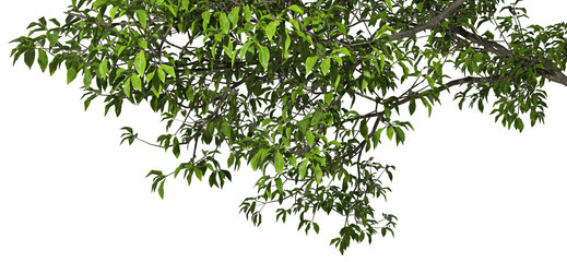 Fototapete - Tree branches leaves tall layout transparent backgrounds 3d render png