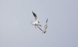 A low angle view of two black-headed gulls squabbling in the sky. 
