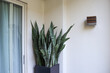 Green striped plant leaves or Sansevieria Trifasciata as decorative interior plant at home terrace