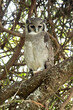Female verreaux eagle owl in a forest with the last evening lights at Baringo Lake