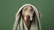Dog grooming with freshly bathed Weimaraner in white bathrobe and towel on head looking to side against green studio background symbolizing love animal health care friendship ad