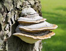 Bracket Fungus Or Plum Tinder (Phellinus Pomaceus, Phellinus Igniarius) On Apple Tree Trunk