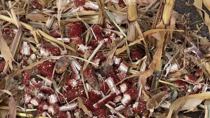 Wall Mural - Shredded stems and corncobs on corn field after a harvesting