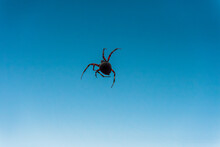 A Large Black And Red Spider On A Thin Web Against A Blue Sky