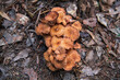 © Andrew Kornylak - Closeup of a cluster of brown mushrooms growing in the leafy forest floor