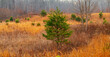 © Andrew Kornylak - A lone cultivated fir tree in a field of brown grasses in autumn
