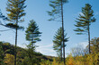 © Andrew Kornylak - Five lone pine trees in a clearing on a hill in North Carolina