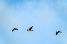 Three Geese Flying Against A Blue Sky