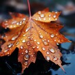 autumn leave, rain drops