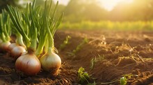 Onions Grow In The Field. Bulbs Are Visible From The Ground
