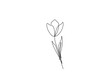 Continuous one line drawing of tulip flower. single line flower vector illustration.