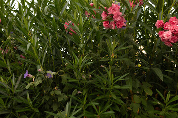 Aufkleber -  green leaves background