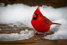 Red Male Cardinal Perched On The Deck Covered With Snow And Looking For Birdseeds, Feeding Birds, Feeding Birds In The Winter