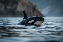 Oceanic Sight Of The Lovely Young Orca. Generative AI
