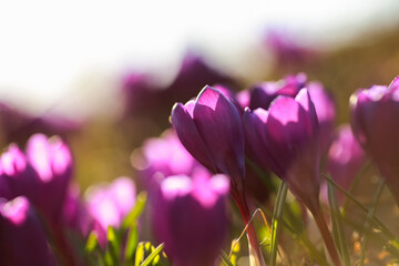 Sticker - Blooming spring plant Crocus