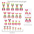 Normal human karyotype chromosome idiogram