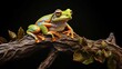 frog on a tree branch