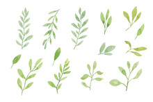 Assortment Of Watercolor Leaves Illustration Set - Green Leaf Branches Collection For Wedding, Greetings, Stationary, Wallpapers, Fashion, Background. Olive, Green Leaves, Eucalyptus Etc