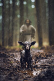 Fototapeta  - Black Sheep Lost