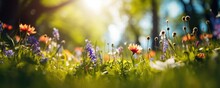 The Landscape Of Colorful Flowers In A Forest With The Focus On The Setting Sun. Soft Focus