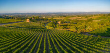 Elevated view of vineyards near San Gimignano at sunrise, San Gimignano, Tuscany