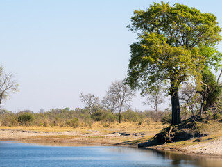 Wall Mural - Botswana