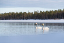 Whooper Swan (Cygnus Cygnus) Swimming In Lake, Finland
