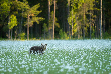 Eurasian Brown Bear (Ursus Arctos Arctos) Standing In Cotton Grass Meadow, Finland