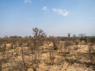 Canvas Print - Botswana