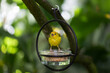 A small American Yellow Warbler perched on a bird feeder.