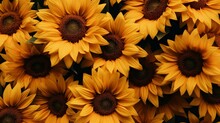 A Group Of Yellow Sunflowers
