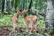 A set of White tailed deer twin fawns in the woods.
