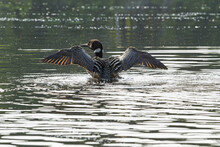 Common Loon (Gavia Immer) Stretching Wings; Quebec, Canada