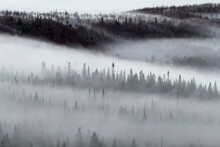 Spruce Forest With Morning Mist; Quebec, Canada
