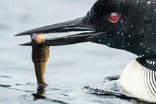 Adult Common Loon (Gavia Immer) Holding A Small Trout In His Bill, La Mauricie National Park; Quebec, Canada