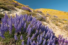 Spring Wildflowers Bloom In The Gorman Hills; California, United States Of America