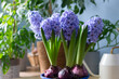 beautiful bright flowering bulbous hyacinths in pot stands on table against backdrop of indoor plants. Spring mood.