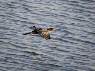 Canvas Print - Kormoran