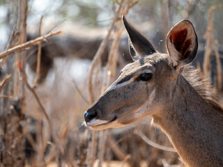 Poster - Kudu