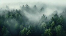 An Aerial Shot Of A Dense Forest With A White Fog